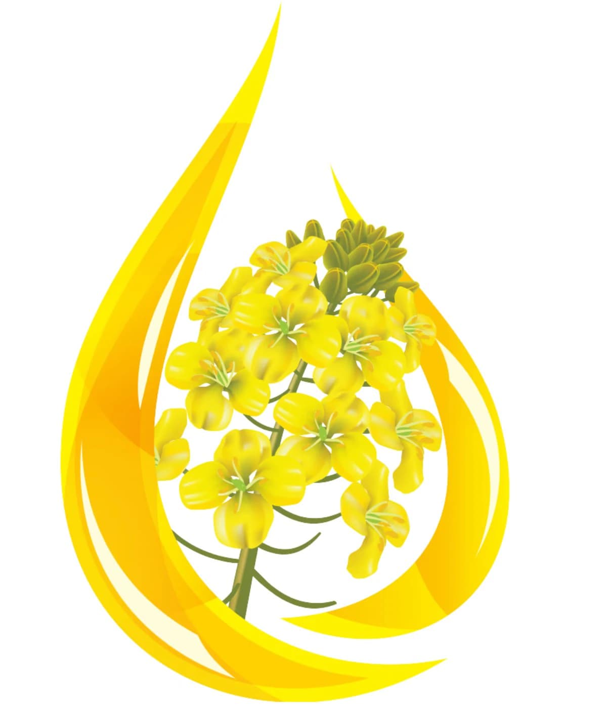Canola Oil